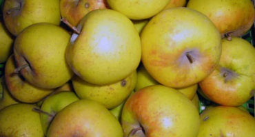 Charakteristika a popis odrůdy jablek zarya alatau, pěstitelské oblasti a chuť ovoce